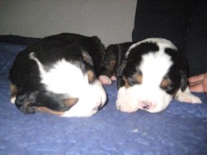 Sophea and Brutus babies