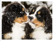 Bernese-Mountain-Dog-Puppies-Colorado